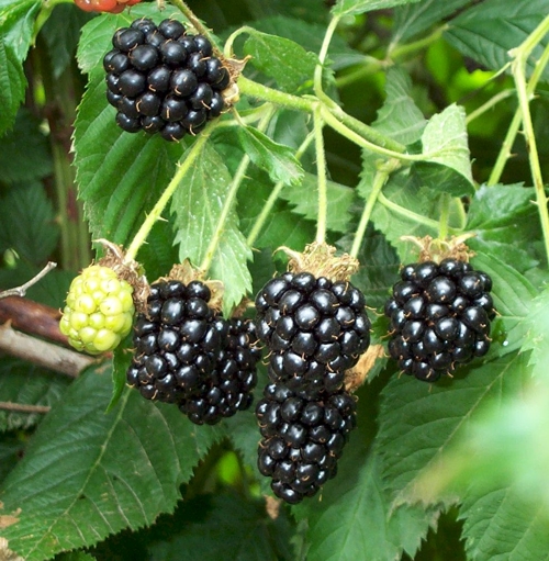 moras