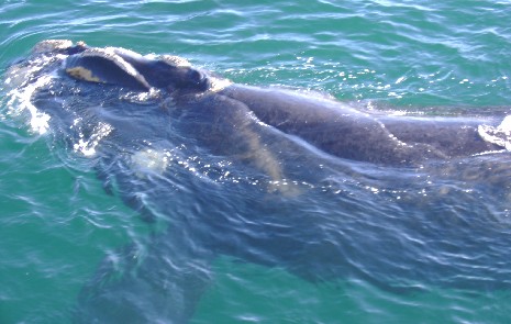 Ballenas