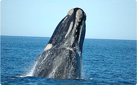 Ballenas