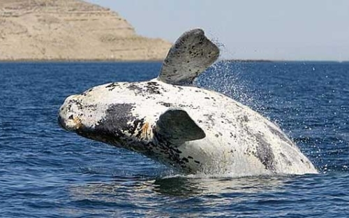Ballenas