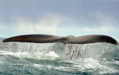 Ballenas