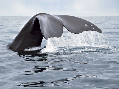 Ballenas