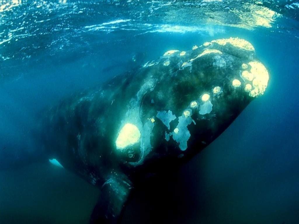 Ballenas