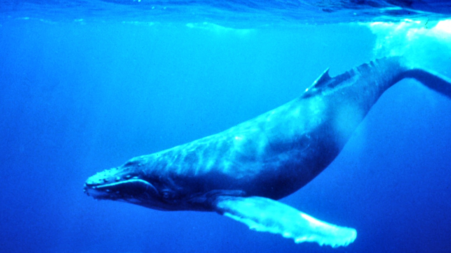 Ballenas