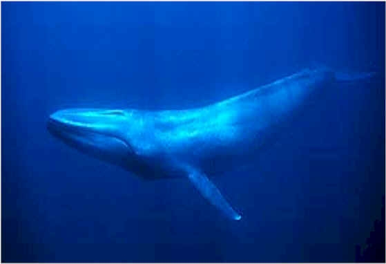Ballenas