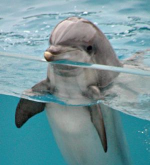 delfines