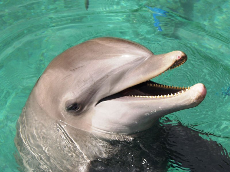 delfines