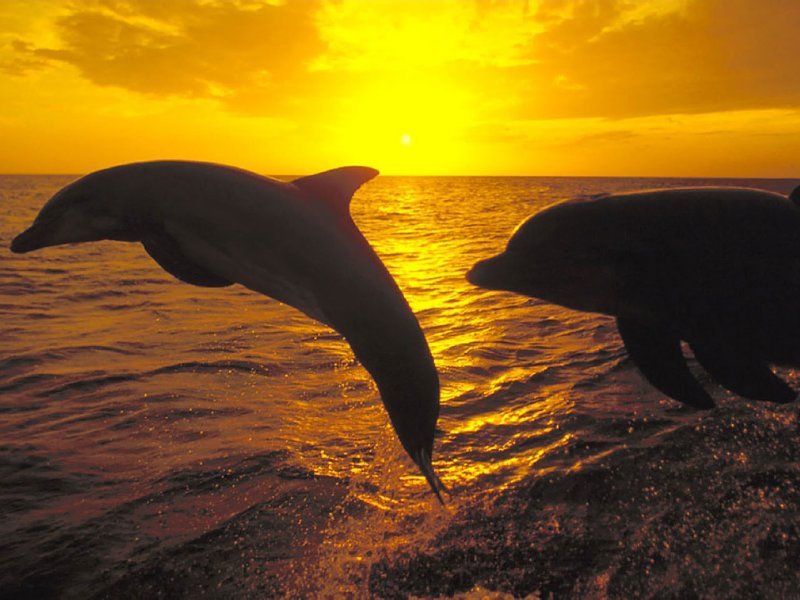 delfines