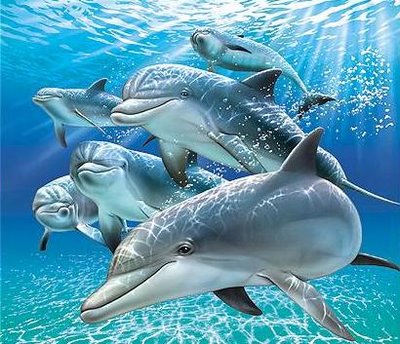 delfines1.jpg