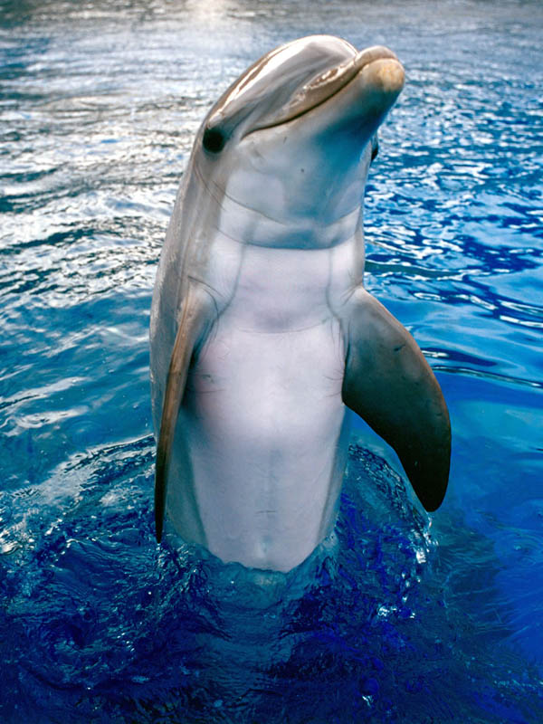 Delfines