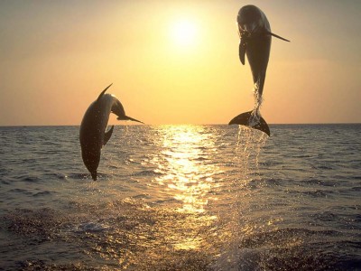 Delfines