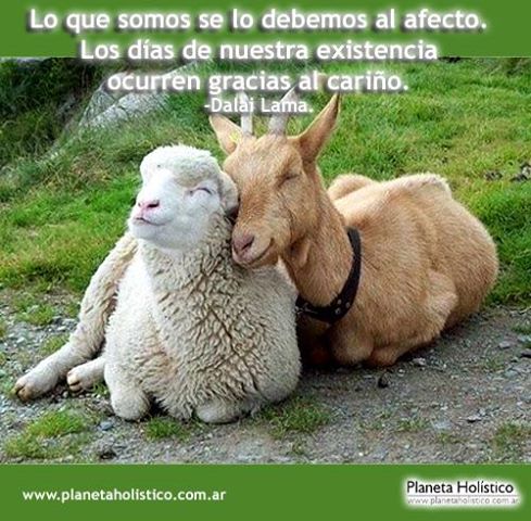 Frase del Dalai Lama