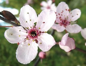 flores de bach