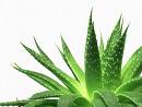 Aloe de los Comechingones