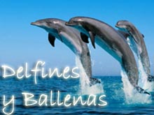 Delfines y Ballenas - Espiritualidad