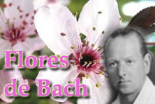 Flores de Bach
