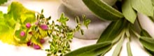 Plantas Medicinales