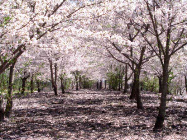 Sakuras en Flor