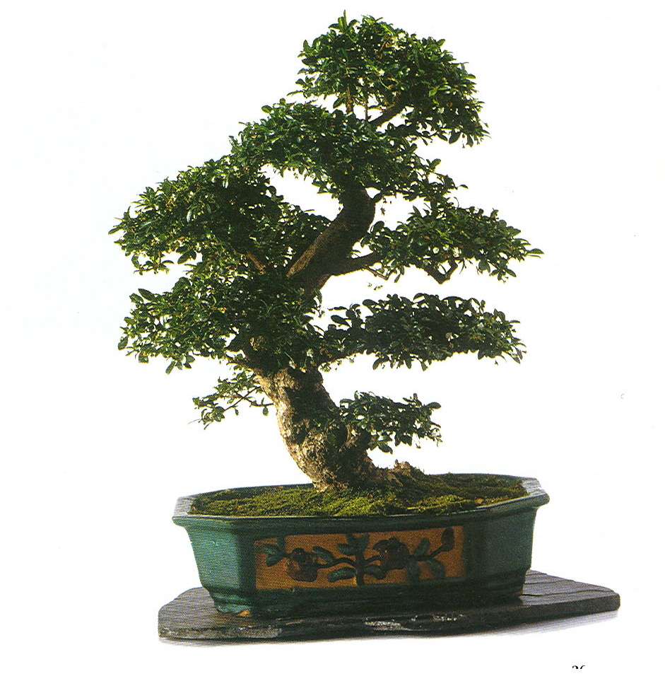 bonsai