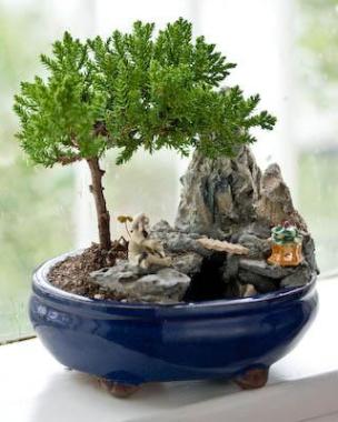 bonsai