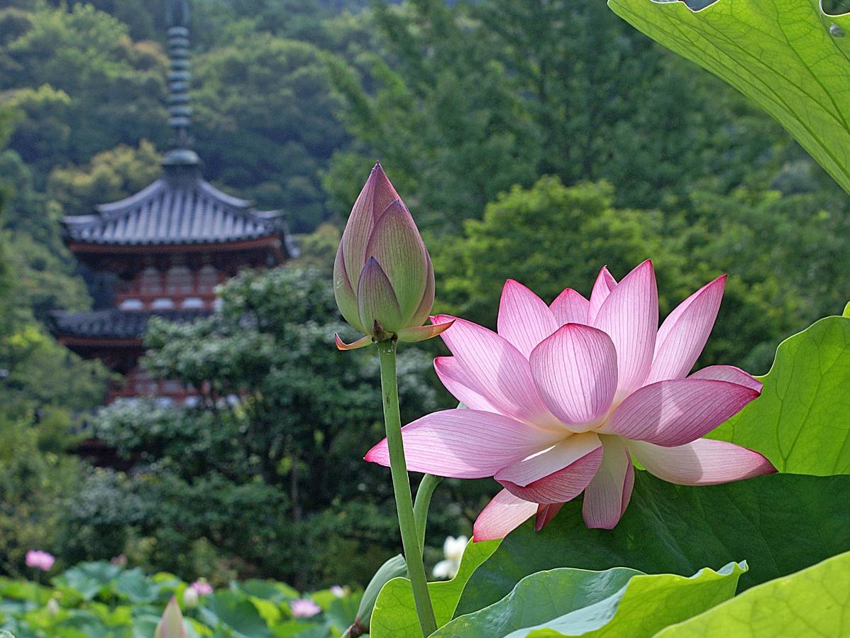 zen flor de loto