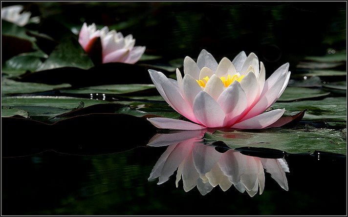 zen flor de loto