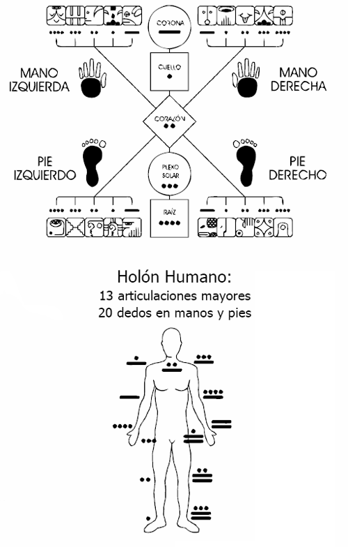 holón humano